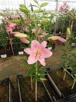 [4345 Monsano VH No01.JPG]